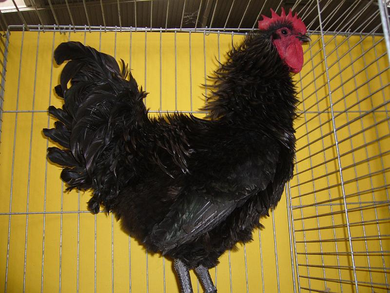 Hannover 2008 215.jpg - Strupphühner schwarz Preis KarlHeinz Volle von HV 96 VHGW Med